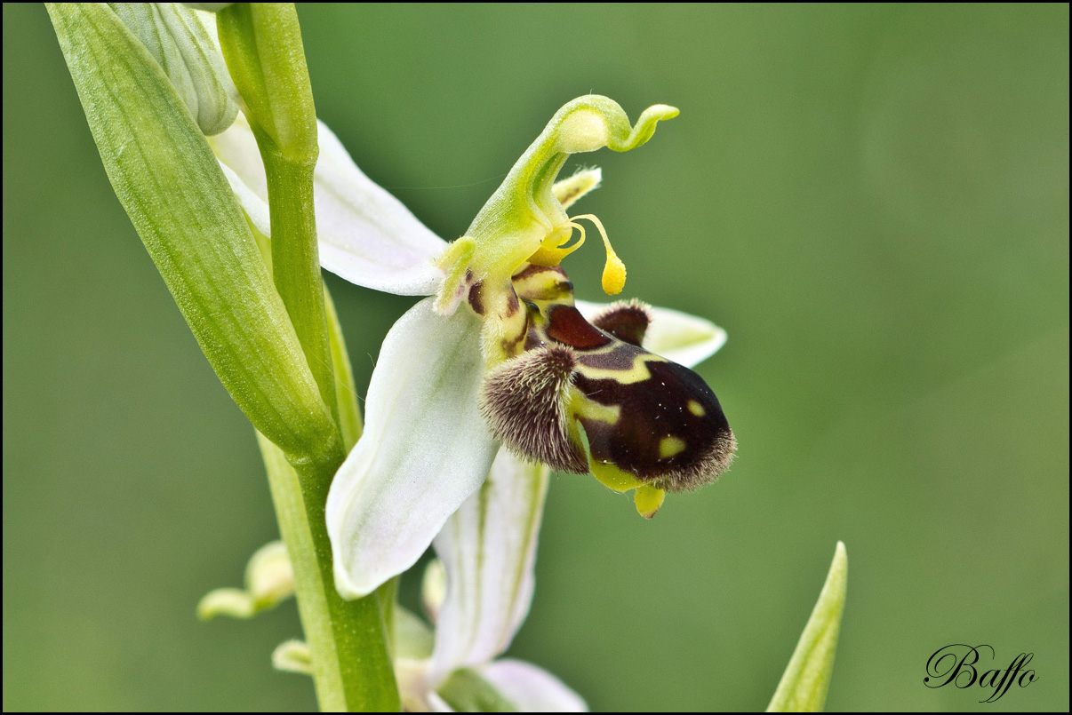 Ophrys apifera var.aurita